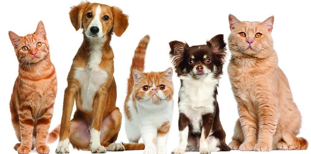 Доска объявлений о животных | ЗооТом - продажа, вязка и услуги для животных в Ладушкине