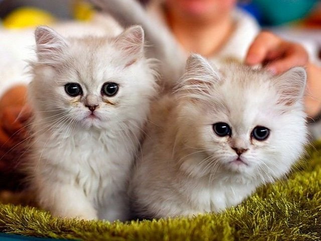 Породы кошек в Ладушкине | ЗооТом портал о животных