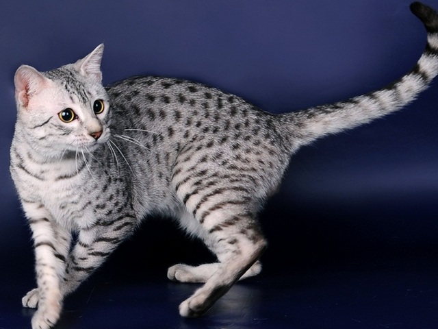 Породы кошек в Ладушкине | ЗооТом портал о животных