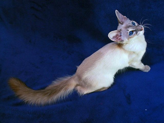 Выведенные породы кошек в Ладушкине | ЗооТом портал о животных