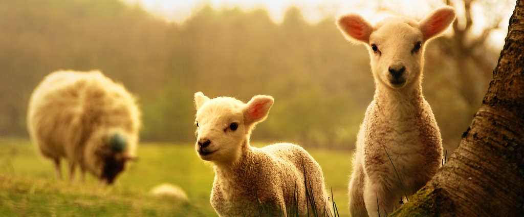 Объявления о сельскохозяйственных животных | ЗооТом - продажа, вязка и услуги для животных в Ладушкине