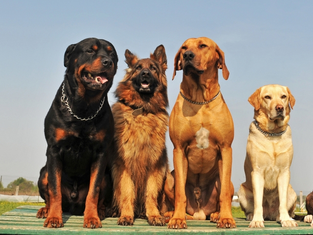 Крупные породы собак в Ладушкине | ЗооТом портал о животных